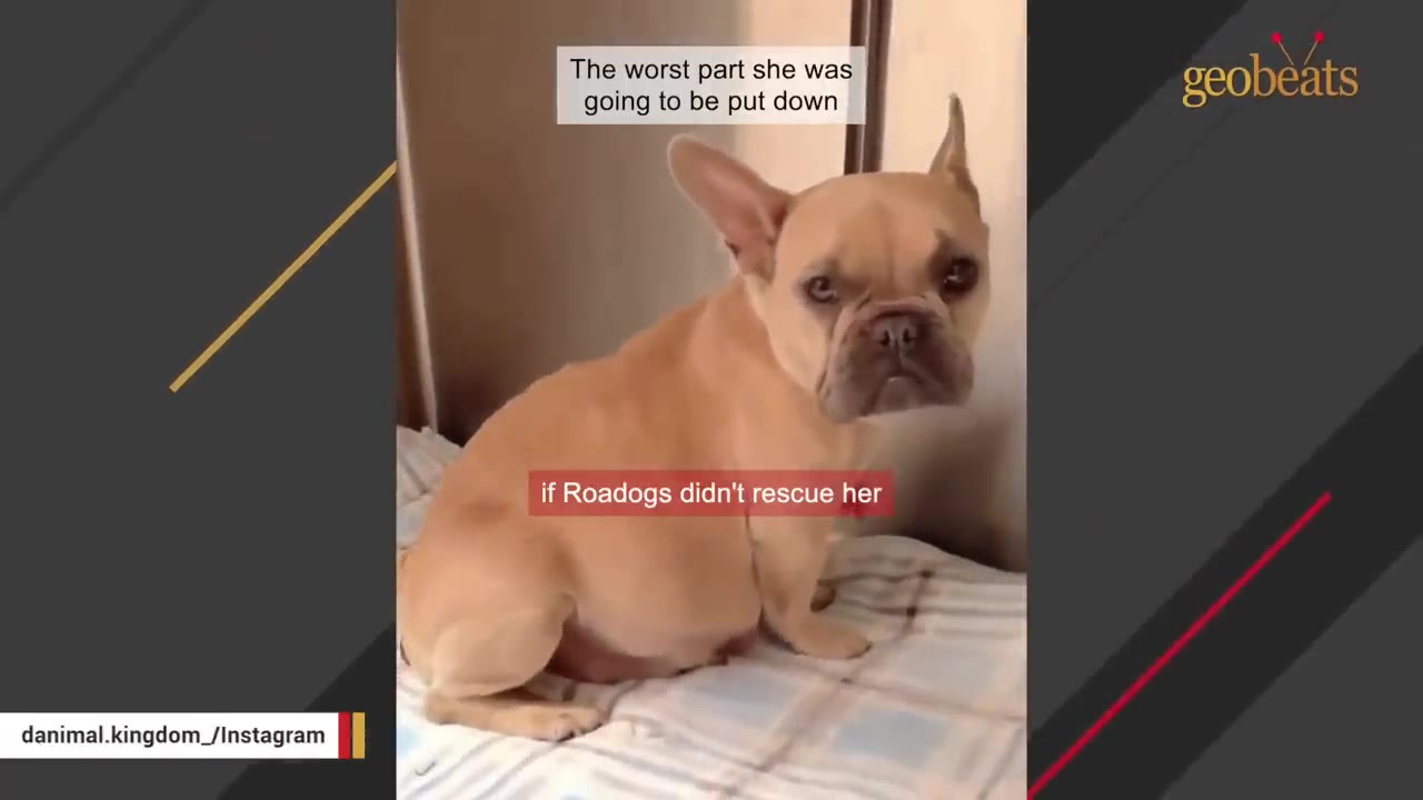 A tan French bulldog sits on a plaid blanket, looking directly at the camera with a sad expression.