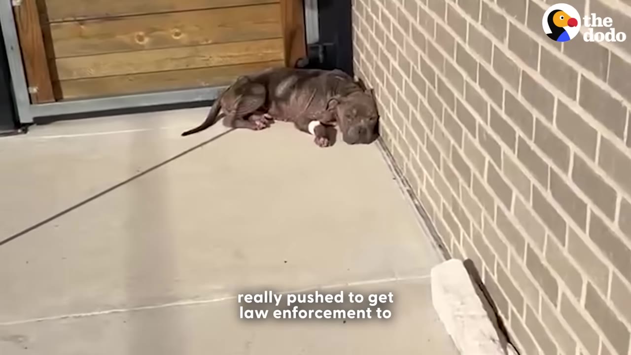 A thin, brown dog with a white bandage on its front leg lies curled up on a concrete walkway next to a brick wall.