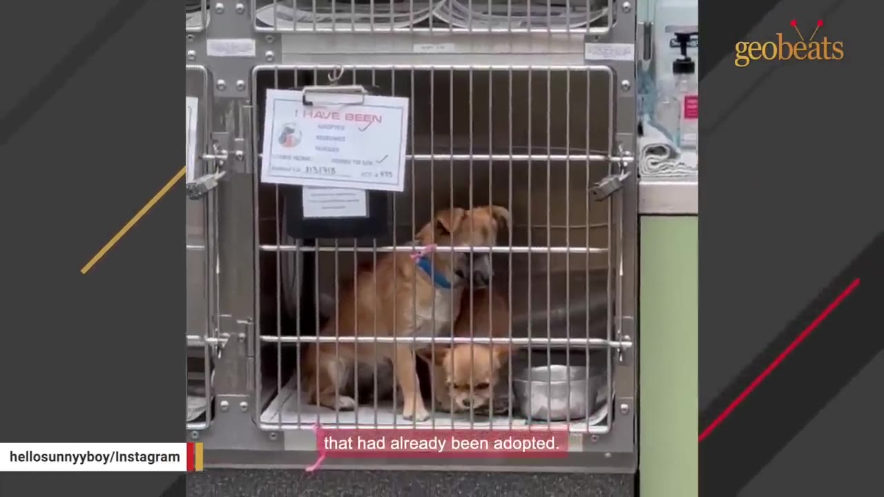 A small brown Chihuahua and another small dog inside a metal shelter cage.