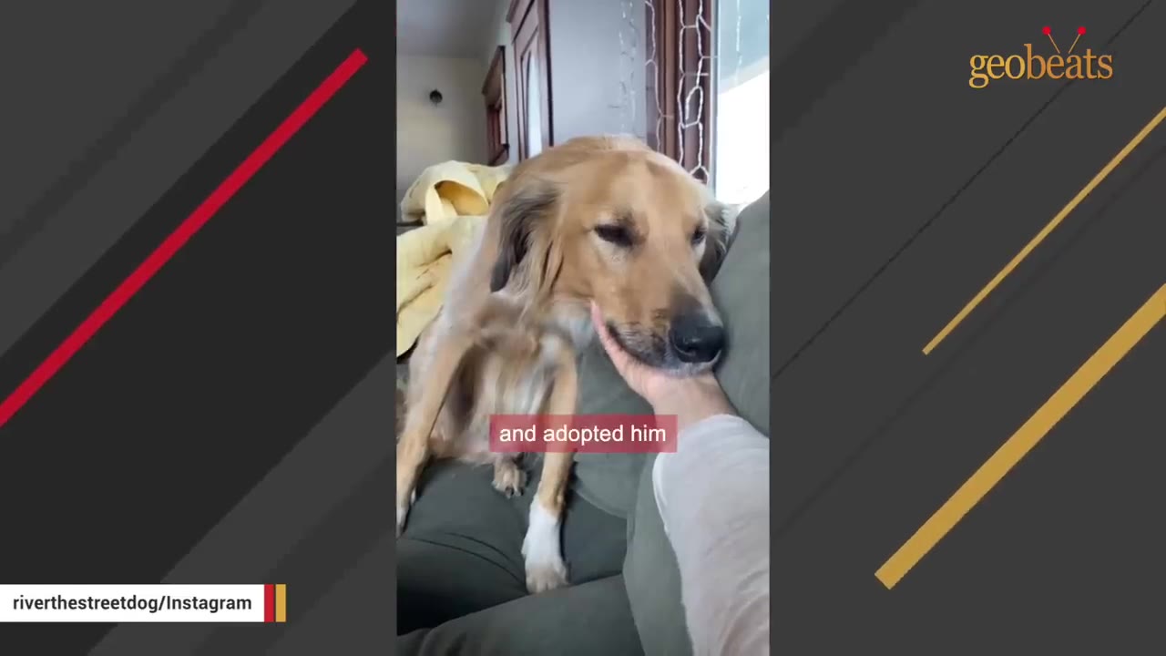 A golden-colored dog sitting on a couch, resting its chin in a person's hand with the text 'and adopted him' overlaid.