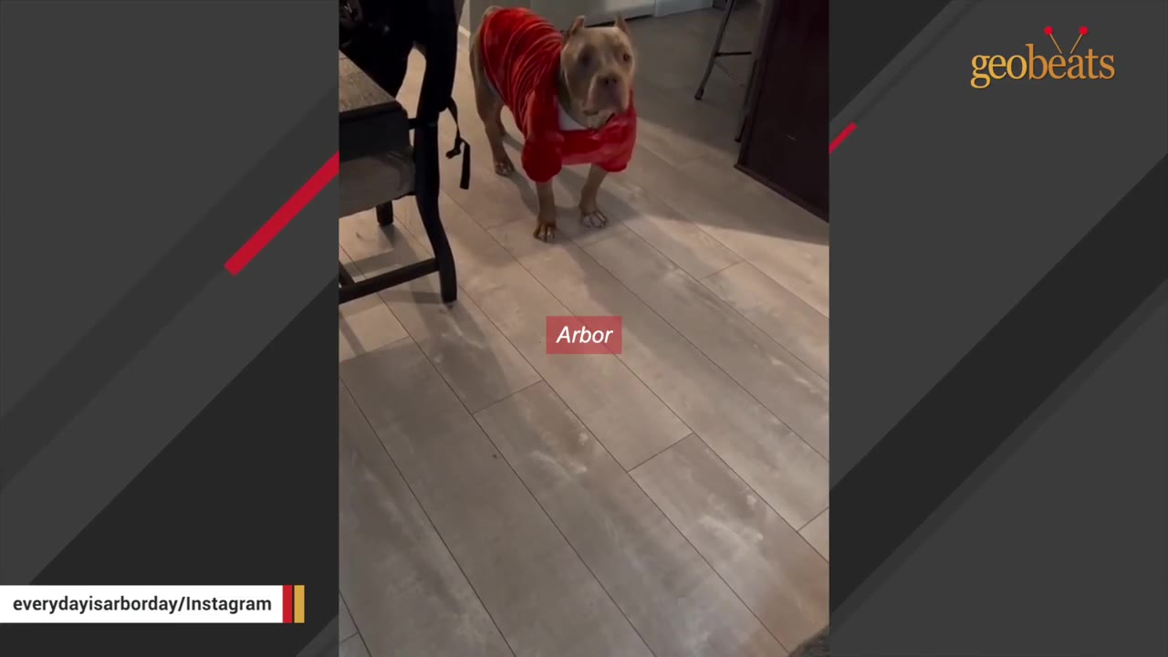 A tan pit bull named Arbor wearing a red sweater stands on a light wood floor, looking directly at the camera.