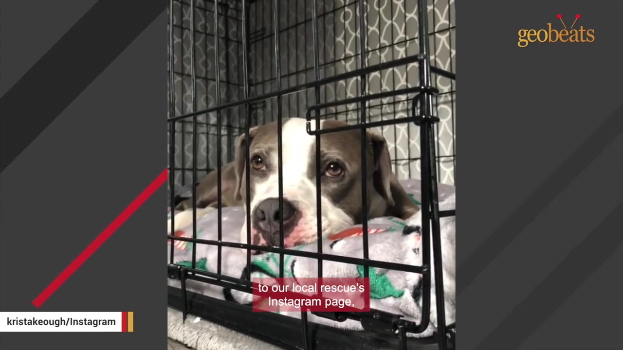 A grey and white dog lies on a patterned blanket inside a black wire crate, looking out through the bars.