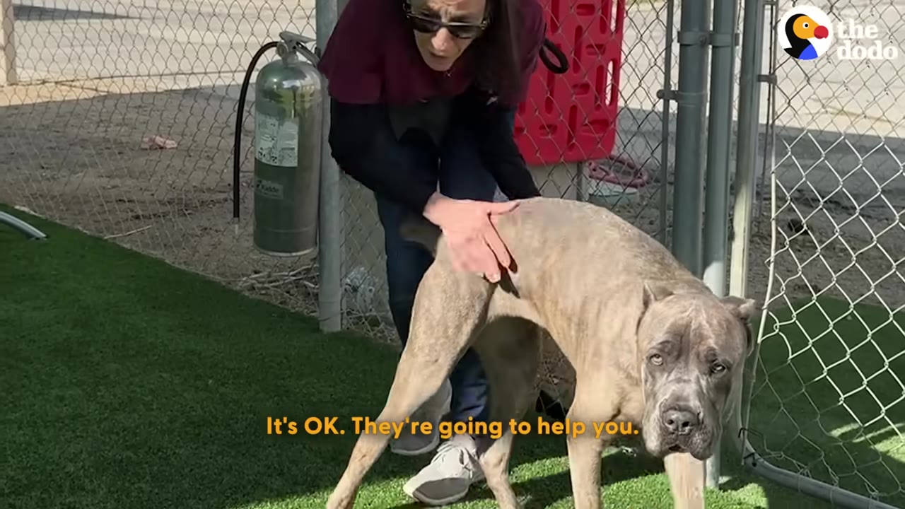 A woman gently places her hand on the back of a timid-looking grey Cane Corso dog standing on artificial grass near a chain-link fence.