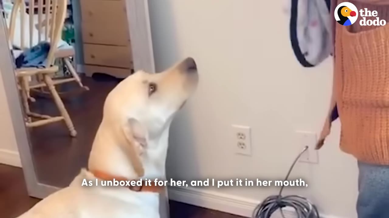A yellow Labrador retriever looks up expectantly at her owner, who is holding a new item just out of frame.