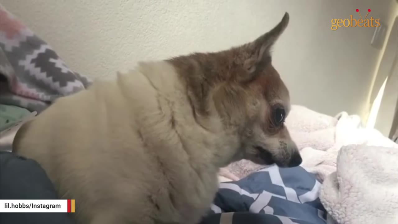 A small, tan and white senior Chihuahua-mix dog looking down with a sad expression while sitting on a bed.