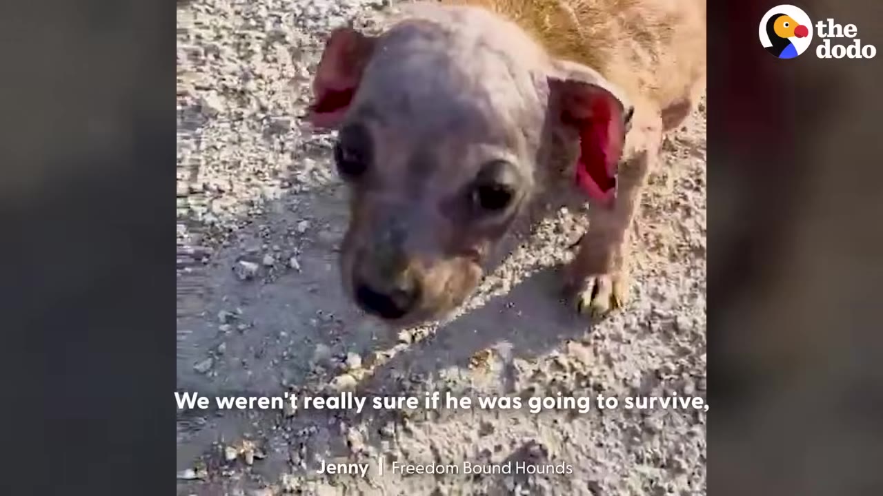 A small, hairless puppy with severe skin issues looks up at the camera while standing on a gravel path.
