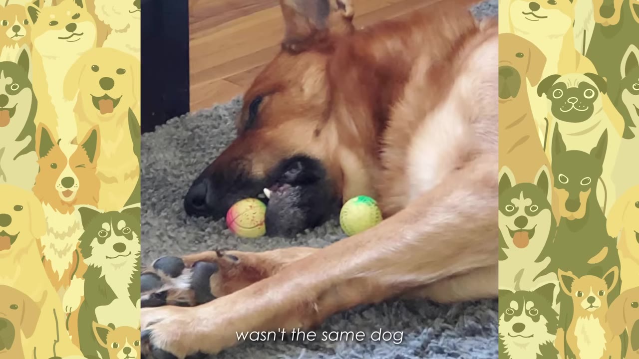 A brown dog lies on a grey carpet with its head down next to two small balls, looking tired and lethargic.