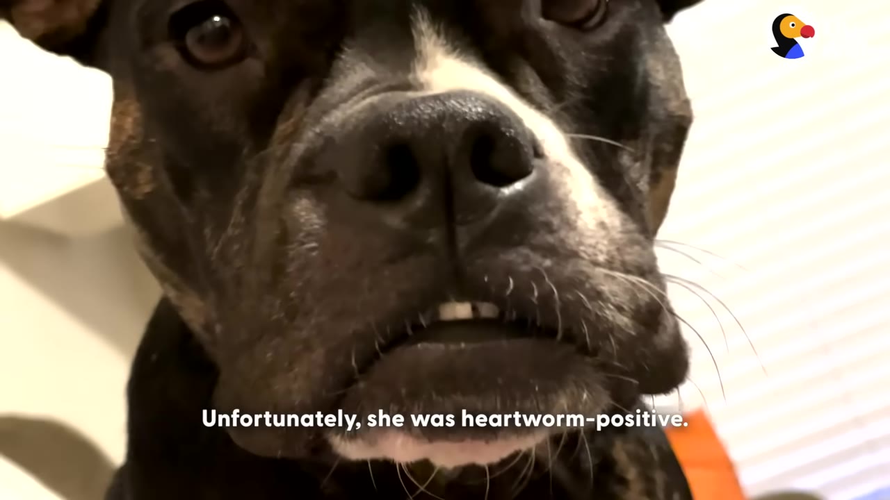 A close-up of a dark-colored dog's face with text overlay reading 'Unfortunately, she was heartworm-positive.'
