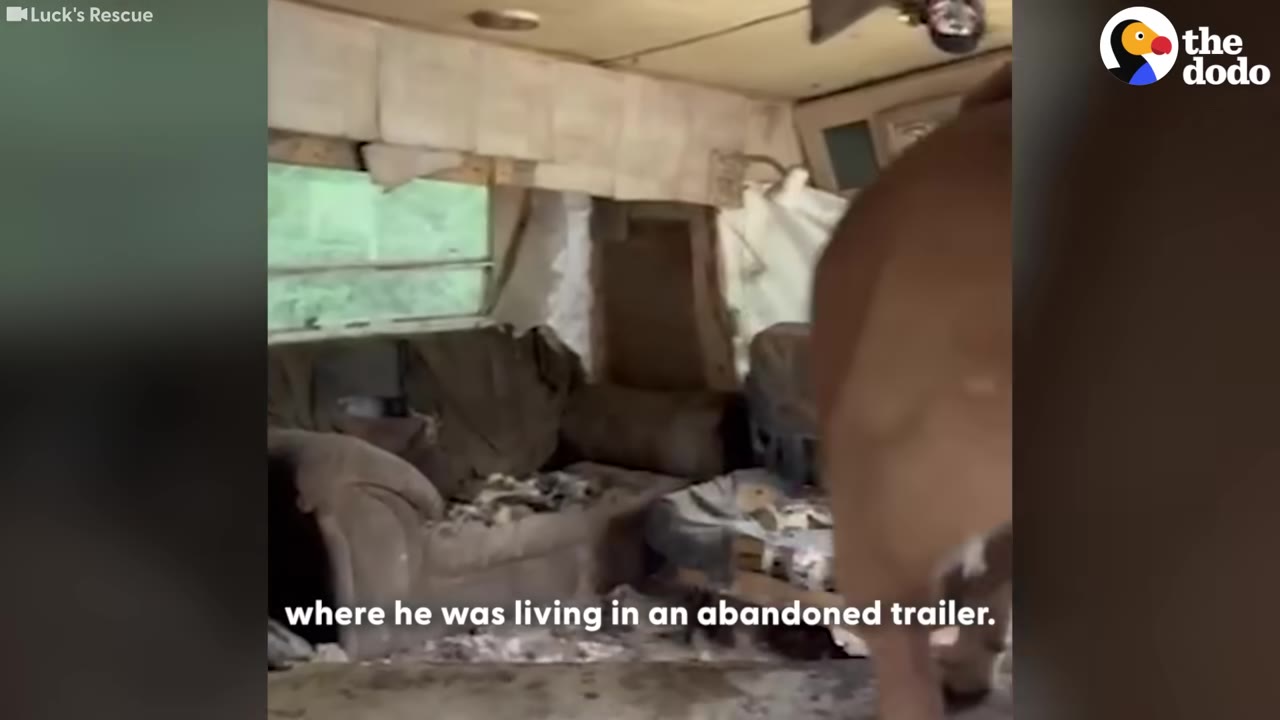 The messy, debris-covered interior of an abandoned trailer with a brown dog standing on the right side.