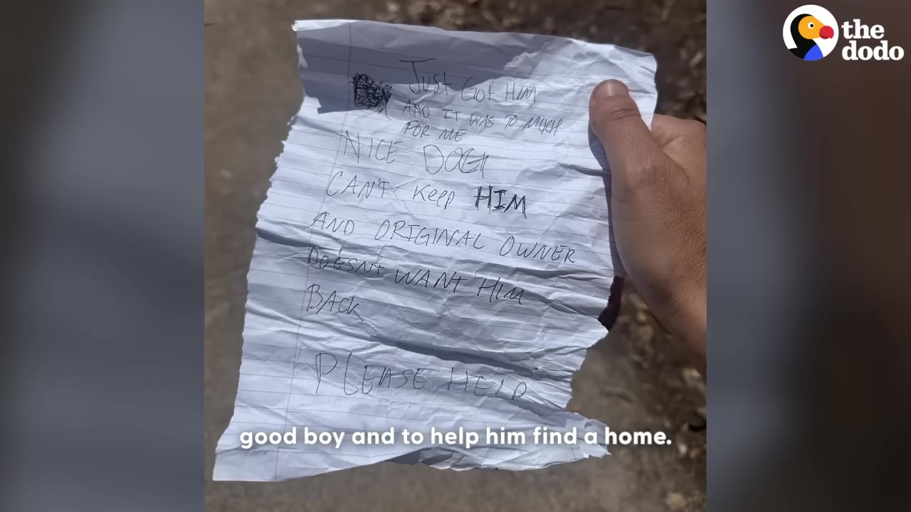 A hand holding a crumpled piece of lined paper with a handwritten note that reads, 'Just got him and it was to much for me NICE DOG CAN'T KEEP HIM AND ORIGINAL OWNER DOESN'T WANT HIM BACK PLEASE HELP'.