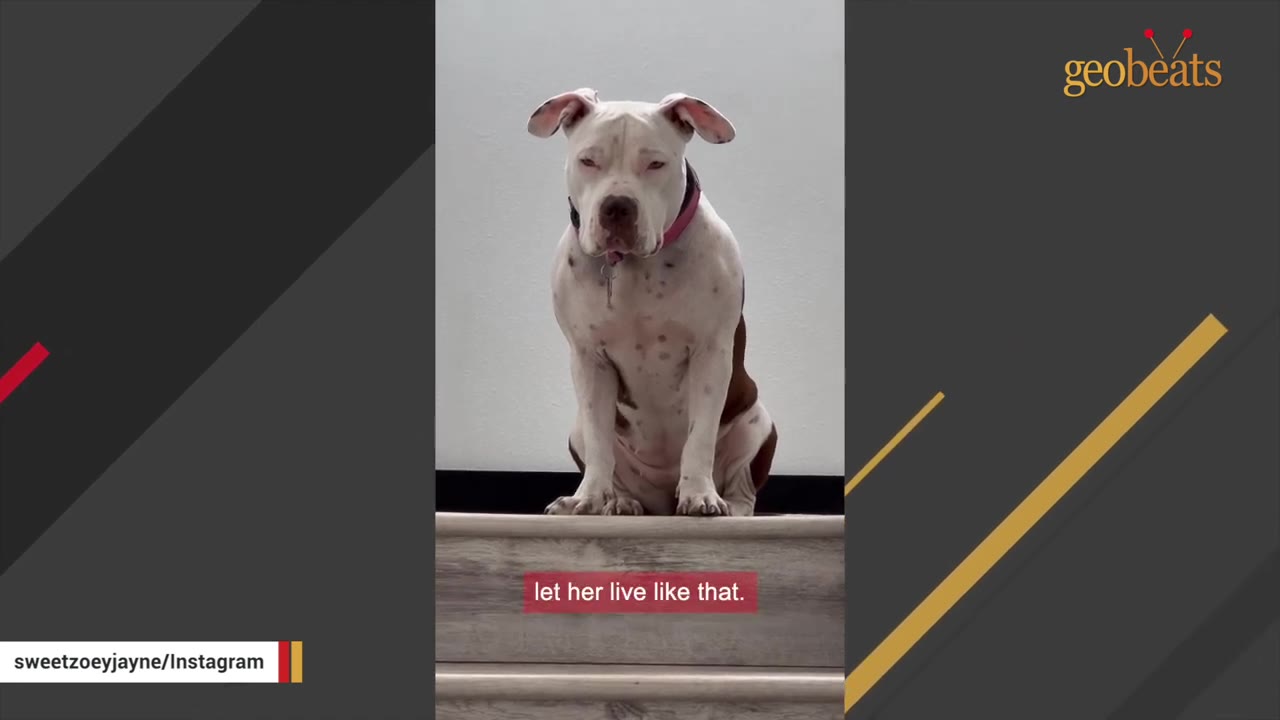 A white and brown pit bull with a pink collar sits on a wooden step, looking directly at the camera with a sad expression.