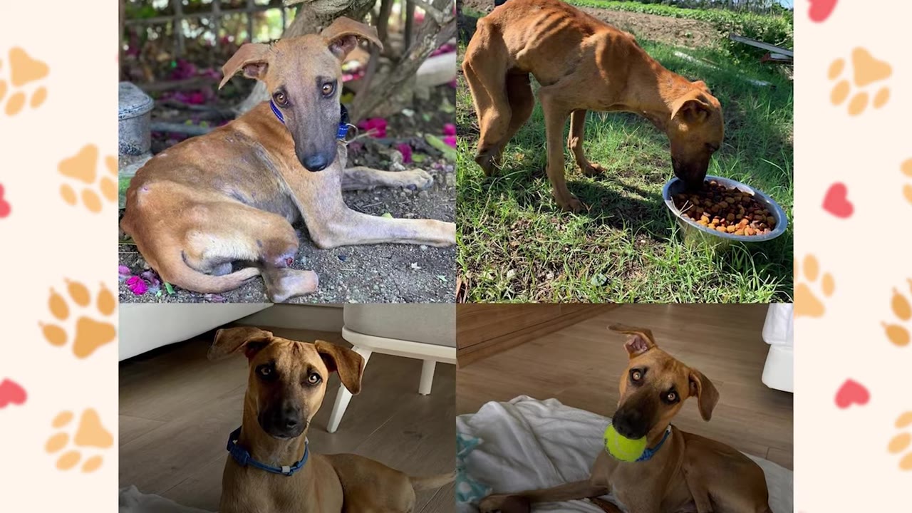 A four-panel collage showing a brown dog's transformation: the top two panels show him severely emaciated and injured, while the bottom two panels show him healthy, wearing a blue collar, and playing with a tennis ball.