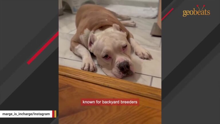 Mama Dog Wandered Illinois Streets Full Of Milk With Her Puppies Nowhere To Be Found