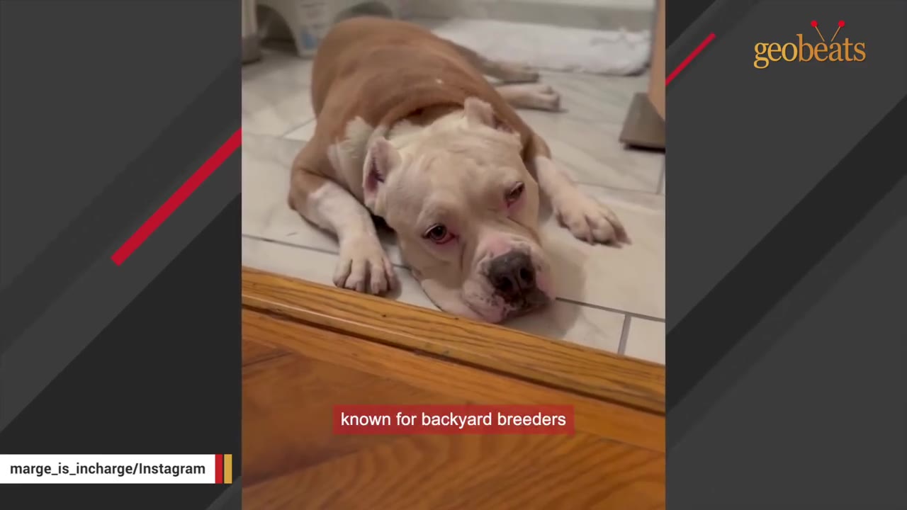 A sad-looking tan and white bulldog-type dog lies flat on a tiled floor, looking downcast.