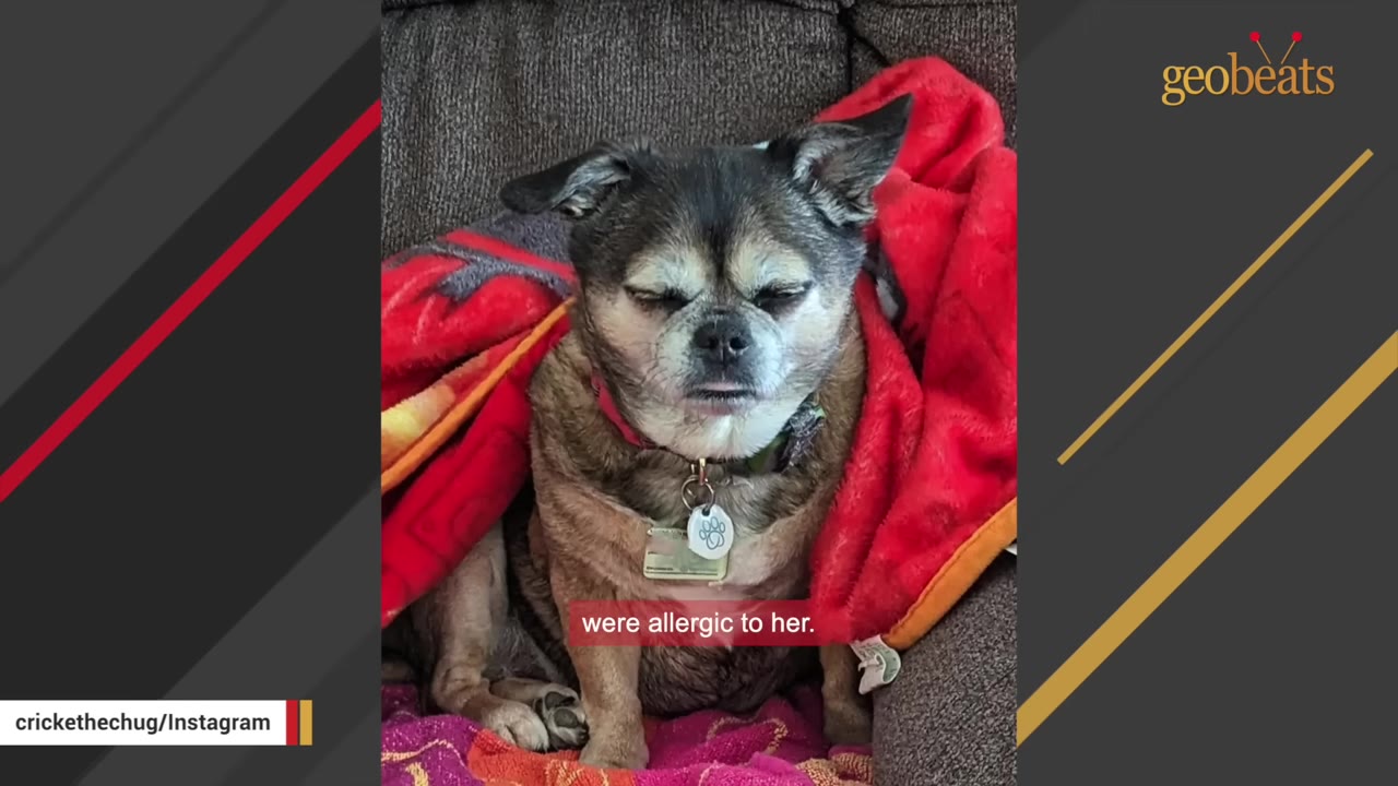 A small brown and black dog wrapped in a red blanket on a couch with its eyes closed.