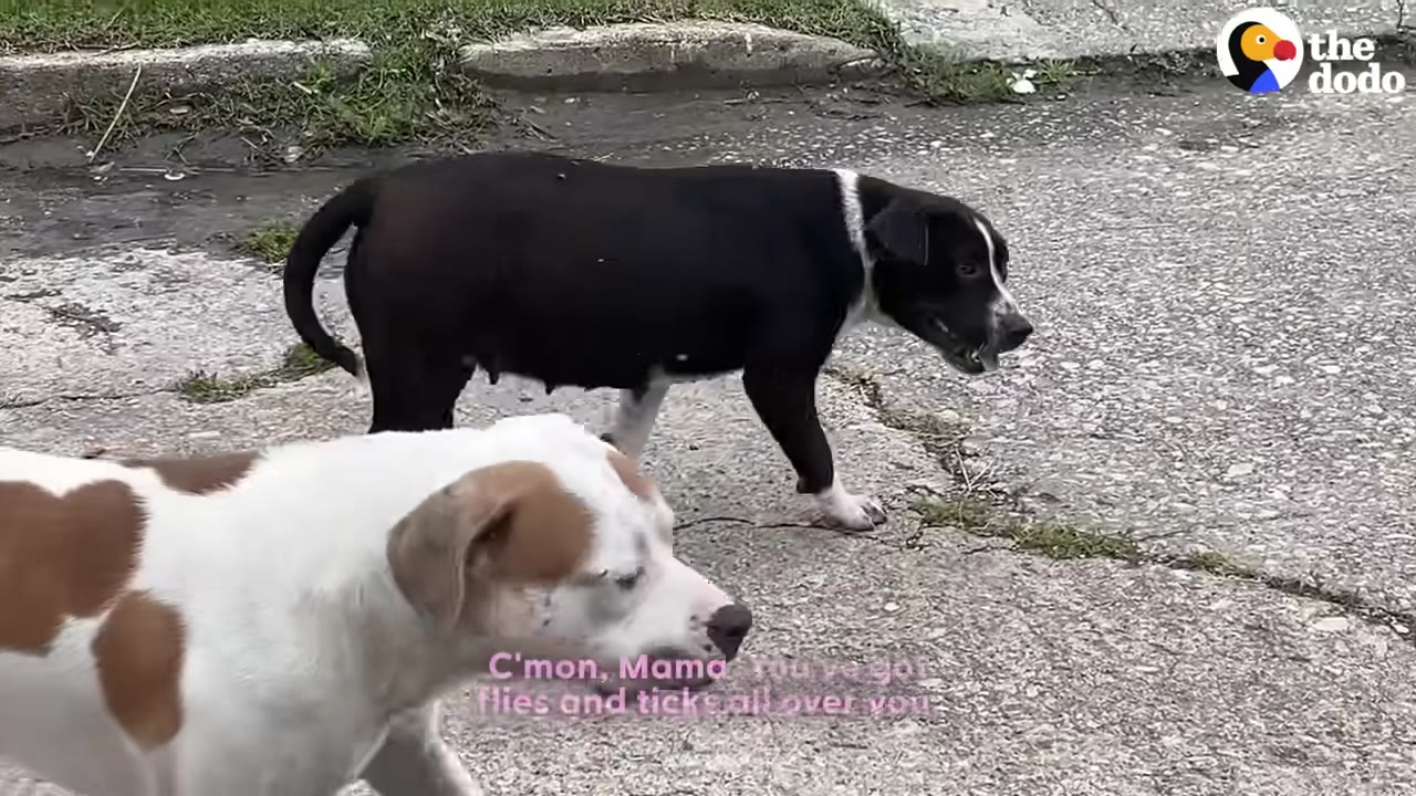 A black and white dog with visible teats walks cautiously on a paved surface next to a white and brown dog.