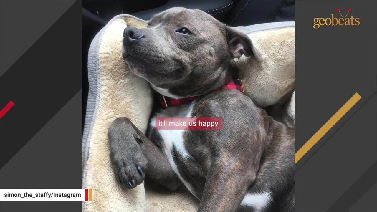 A grey Staffordshire Bull Terrier lying comfortably in a dog bed, looking up with a content expression.