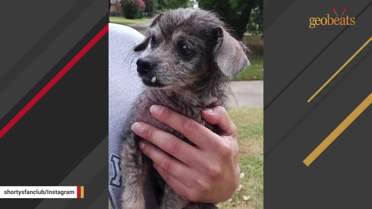 A close-up photo of a small, fragile, scruffy grey dog being held in a person's hand outdoors.