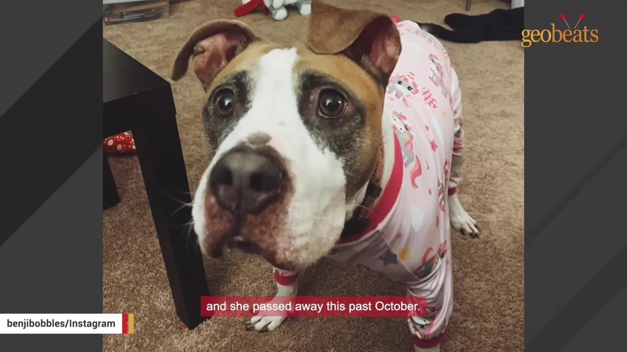 A brown and white dog wearing pink pajamas with unicorn patterns looks up at the camera.