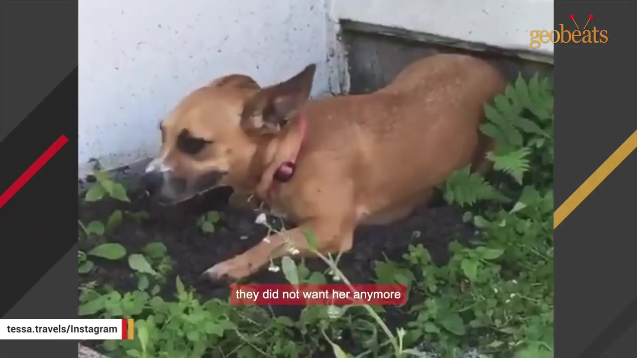A small brown dog with a pink collar lies in the dirt outside next to a concrete wall, surrounded by green weeds.