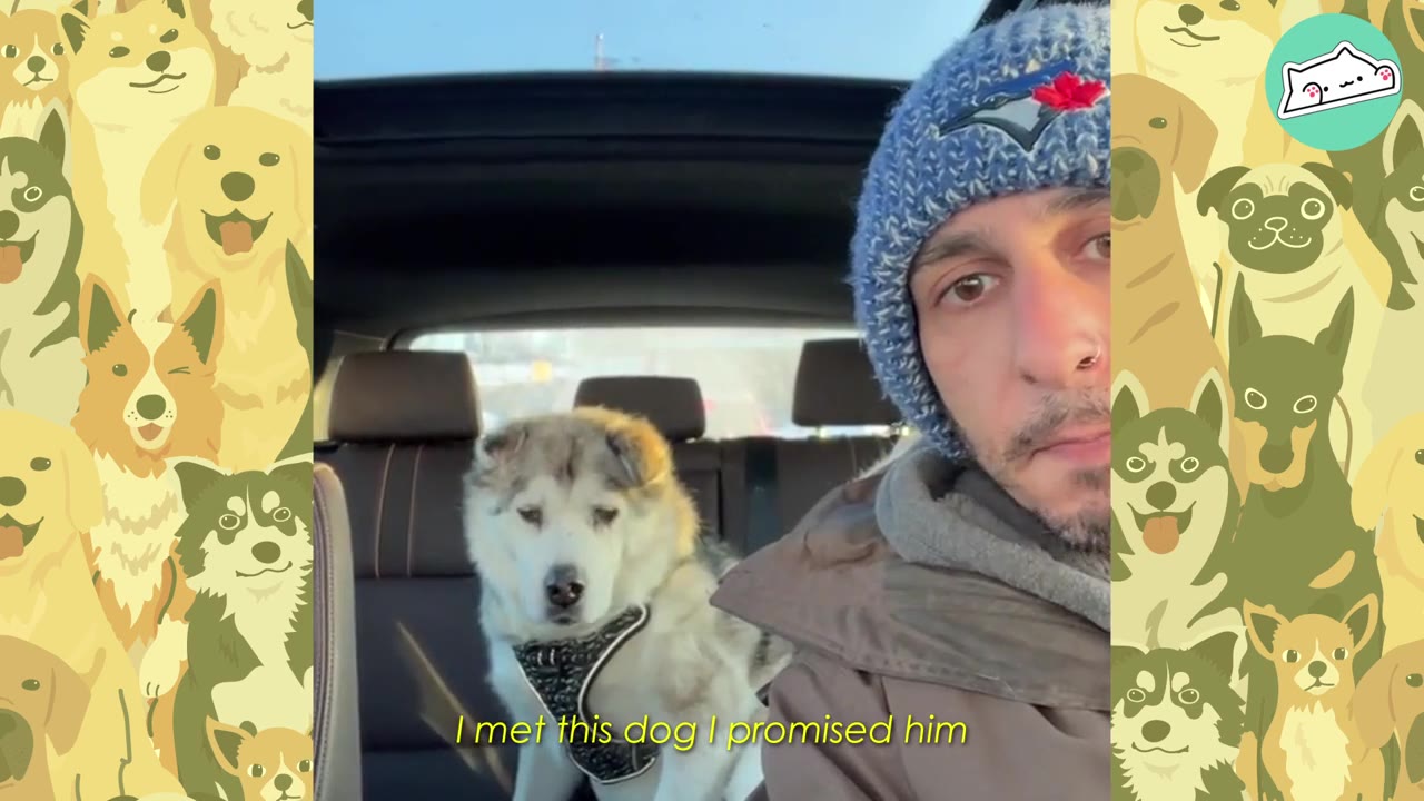 A man wearing a blue knit beanie sits in the front seat of a car, while a fluffy, senior dog wearing a harness sits in the back seat.