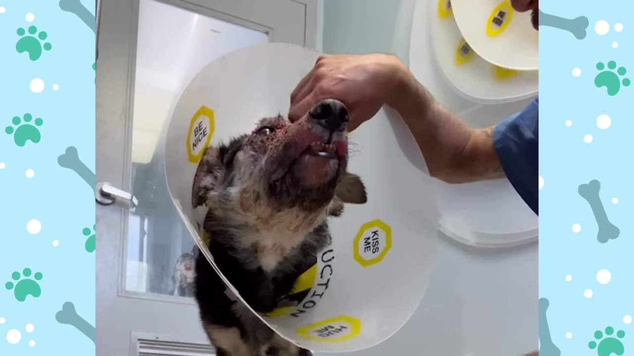 A veterinarian's hand gently holds a dog wearing a protective plastic cone collar in a clinic setting.