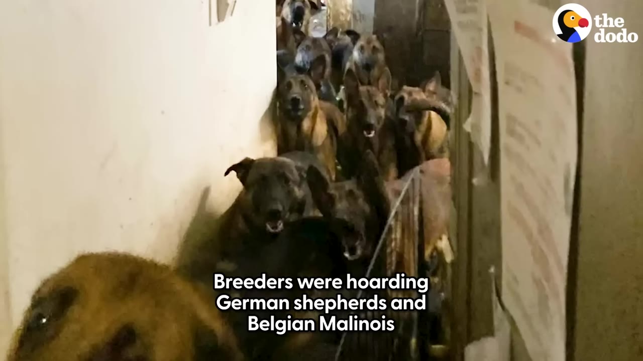 A large group of German Shepherds and Belgian Malinois crowded together in a narrow hallway.