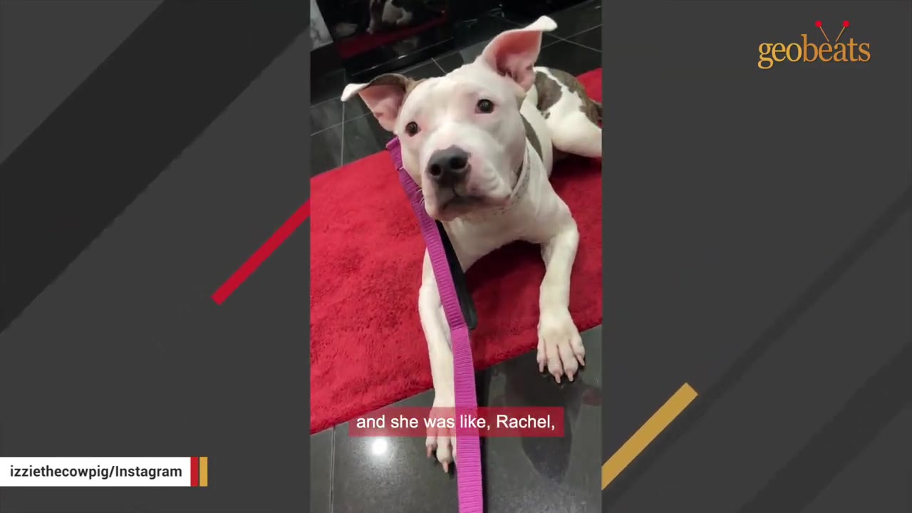 A white pit bull with brown patches lies on a red rug, looking up at the camera with a purple leash draped over its shoulder.