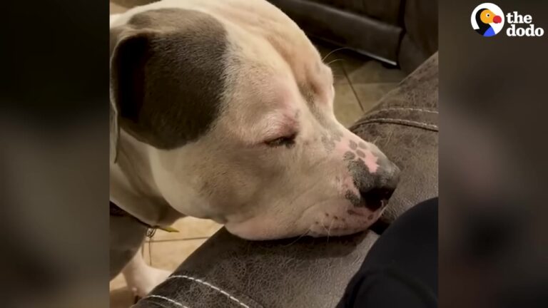 Heartbroken Georgia Dog Withdrew Into Himself After Losing His 18-Year-Old Cat Companion