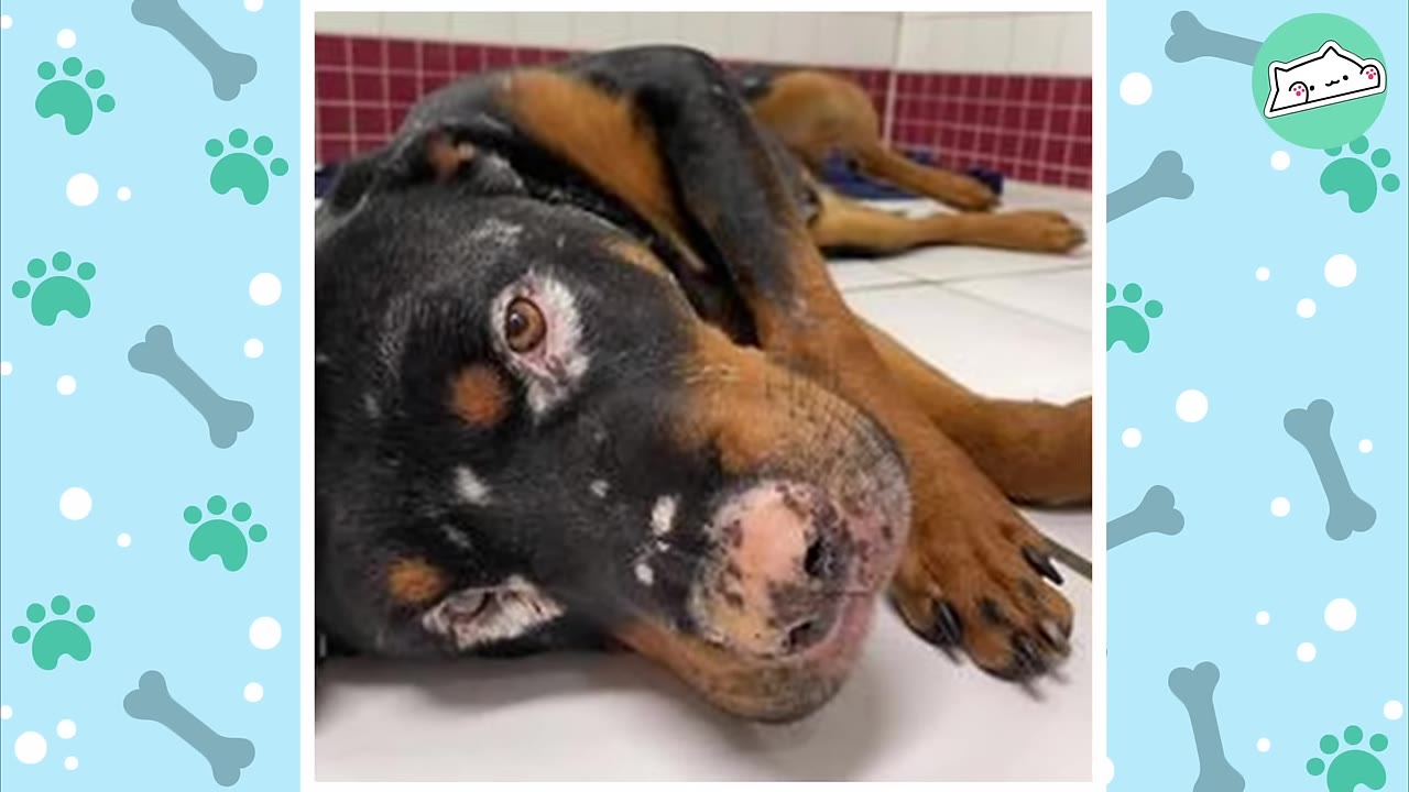 A close-up shot of a Rottweiler lying on a tiled floor, looking directly at the camera with a sad expression, showing some skin discoloration around its eyes and nose.