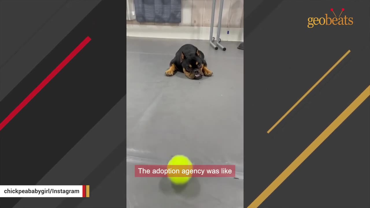 A small black and tan dog with an underbite lies flat on a grey floor, looking towards a yellow tennis ball.