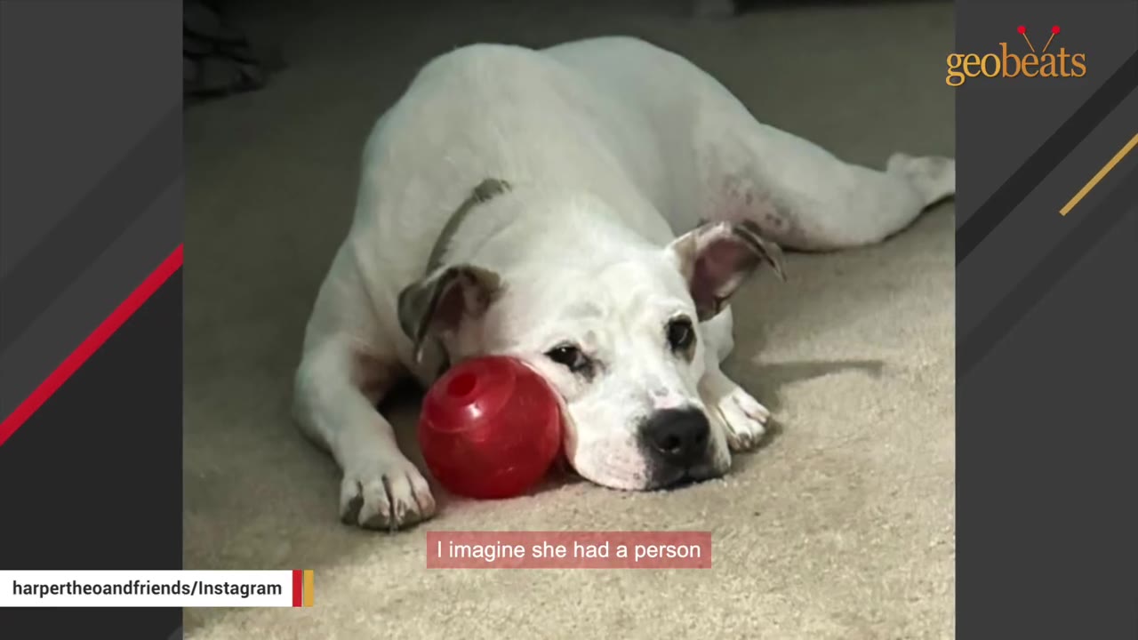 A white dog with brown ears lies on a carpeted floor, resting its head next to a red toy ball.