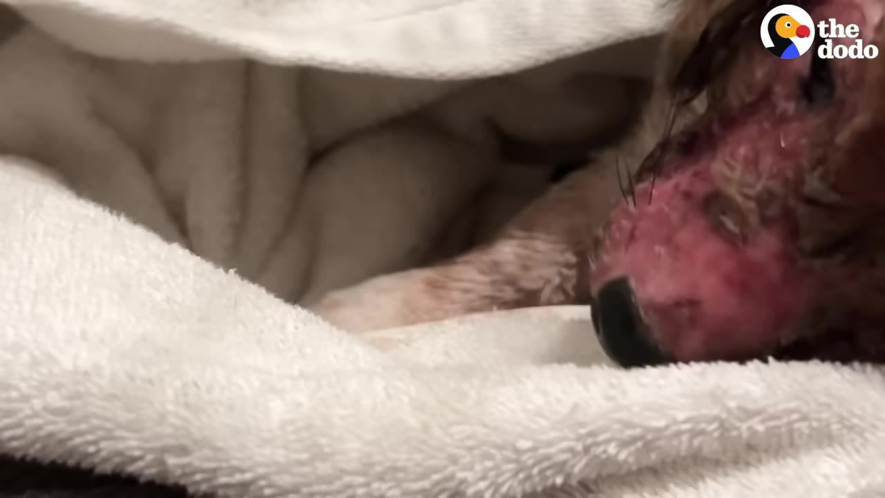 A close-up of a puppy with severe skin irritation and hair loss on its face, wrapped in a white towel.