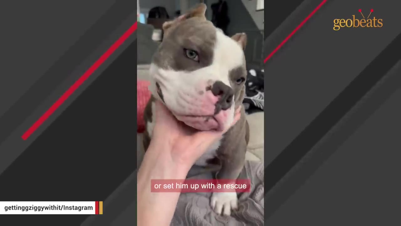 A person's hand gently cradles the chin of a grey and white pit bull-type dog, with a subtitle overlay reading 'or set him up with a rescue'.