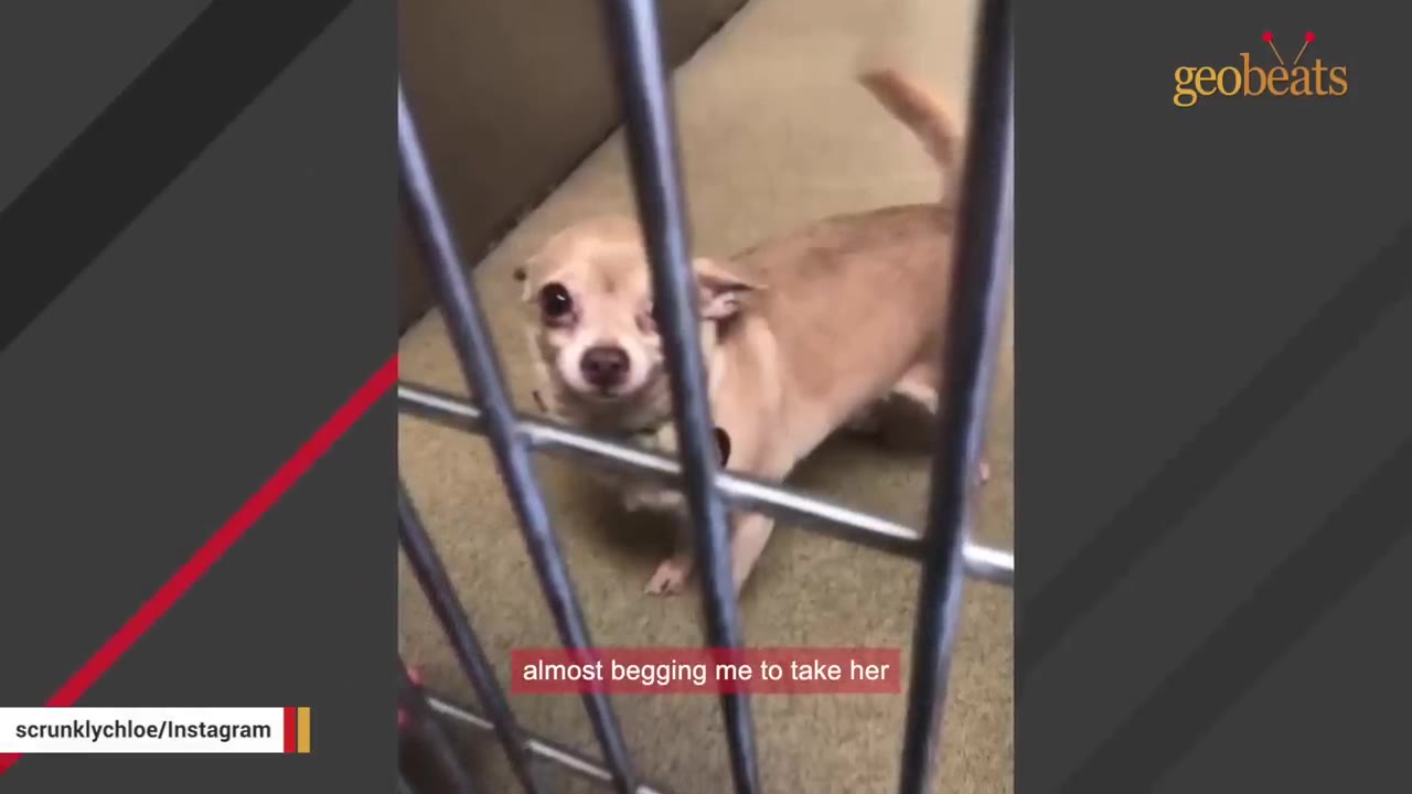 A small tan chihuahua looks pleadingly through the metal bars of a shelter cage.