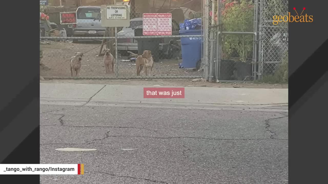 Three dogs stand behind a chain-link fence on a dusty property with signs that read 'No Trespassing'.