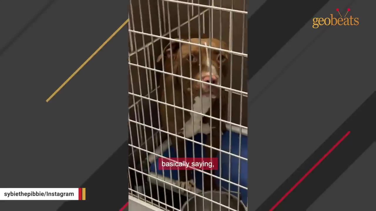 A brown and white dog with sad eyes stands quietly behind the metal bars of a shelter kennel.