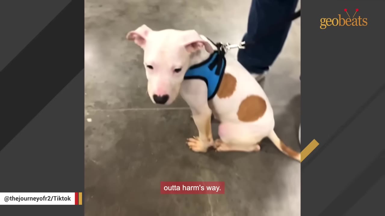 A small white puppy with brown spots and a blue harness sits on a concrete floor, looking down with a sad expression.