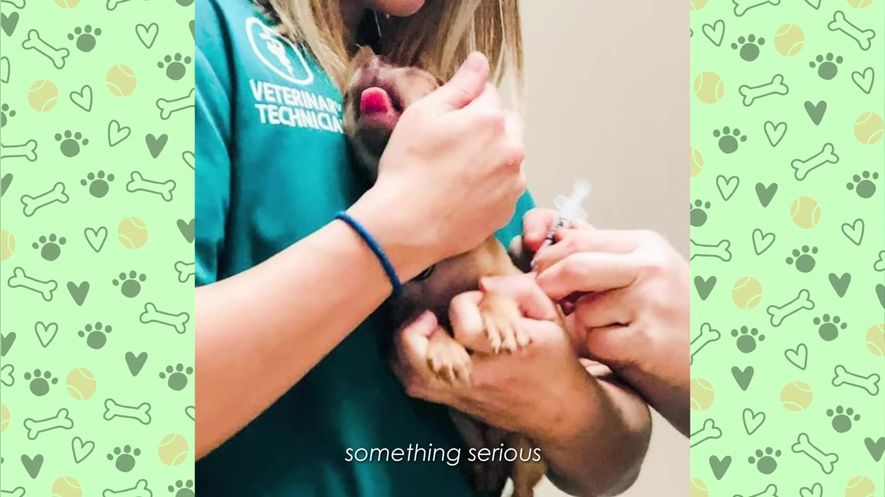 A veterinary technician in a green scrub top holds a small brown puppy while another person administers medicine with a syringe.