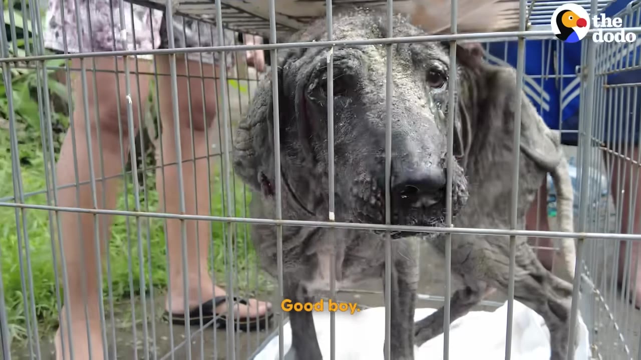 A dog with severe mange stands inside a metal wire crate, looking out through the bars.
