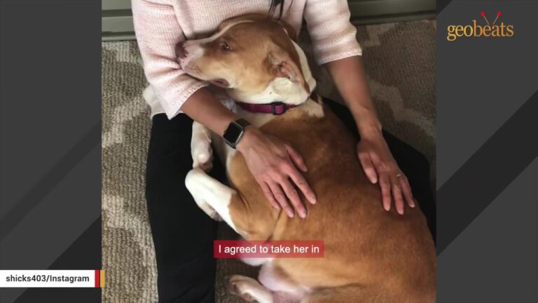 Pregnant Texas Dog Had Only Days Left At The Shelter, But No One Knew About Her Unusual Gift