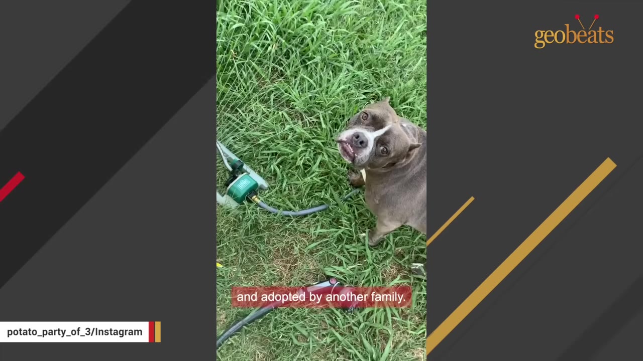 A gray and white dog stands on green grass next to a garden sprinkler, looking up at the camera.