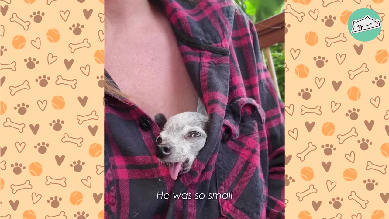 A tiny, grey Chihuahua puppy peeks out from the front of a red and black plaid flannel shirt, sticking its tongue out.