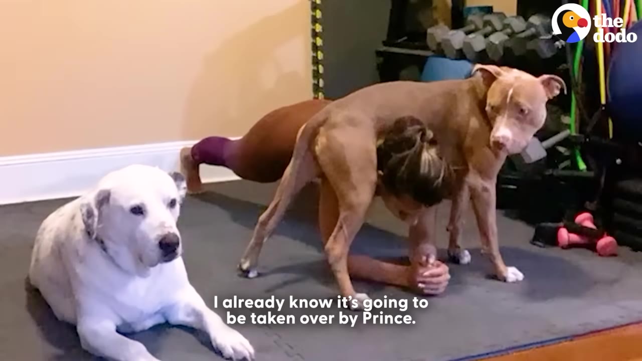 A tan pit bull stands directly over a woman who is performing a plank exercise on a yoga mat, while a white dog lies nearby.
