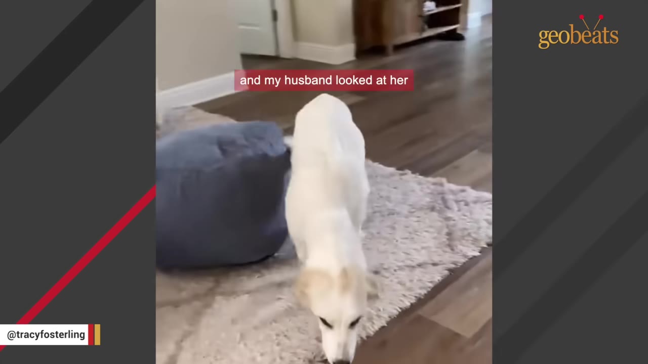 A large white dog walks on a rug inside a home with wooden floors.