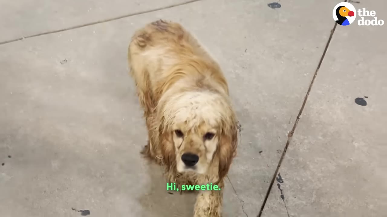 A wet, dirty light-brown cocker spaniel stands on a concrete surface, looking up with wide, sad eyes.