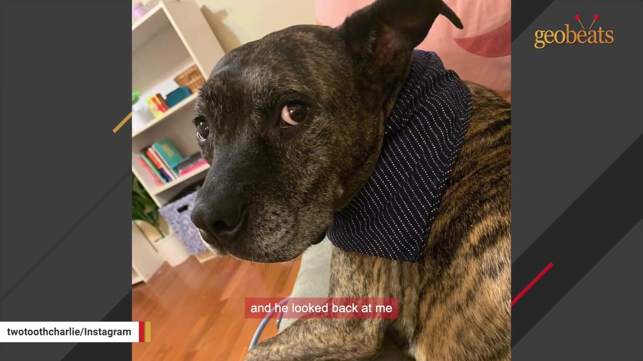 A close-up of a brindle dog with a dark blue bandana looking back over its shoulder with expressive eyes.