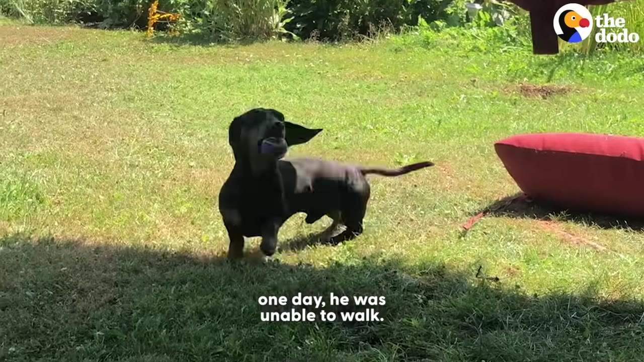 A black dachshund standing on a grassy lawn with text overlay reading 'one day, he was unable to walk.'