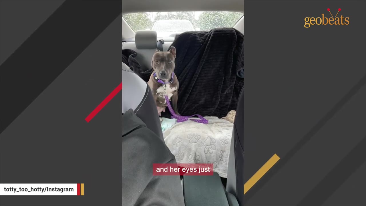 A brown and white dog with a purple leash sits in the back seat of a car, looking forward with wide, anxious eyes.