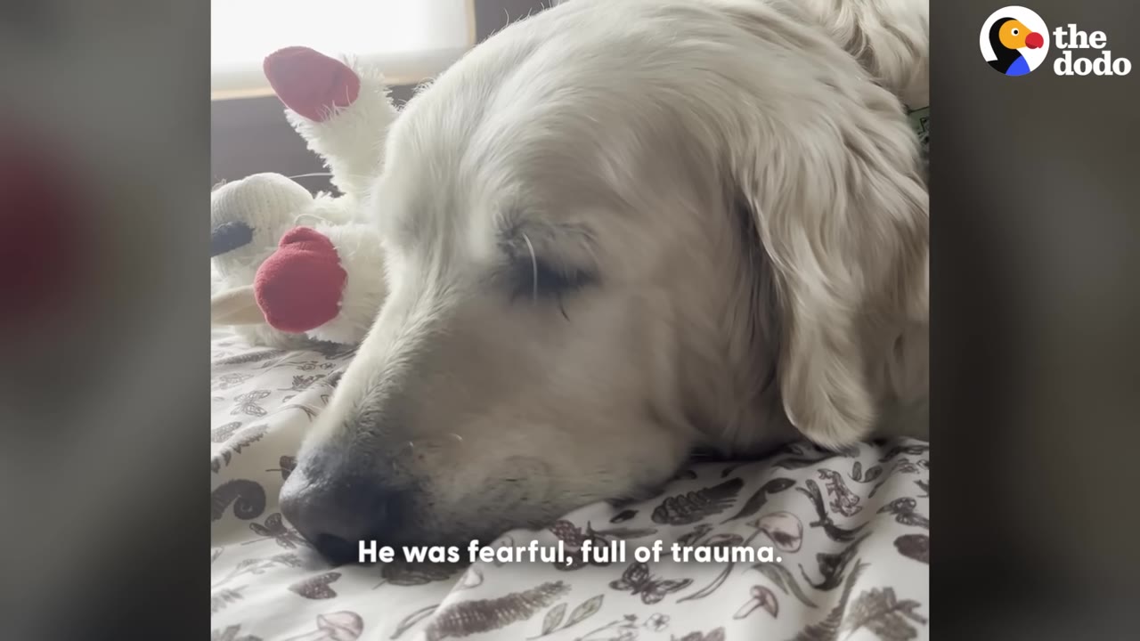 A close-up of a light-colored golden retriever lying down on a patterned blanket with its eyes closed, looking sad and shut down.